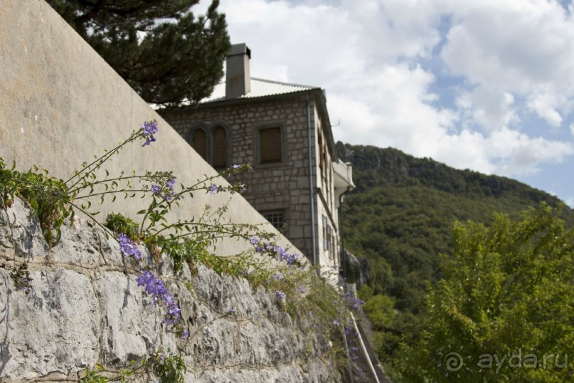 Сосна негра Монти.