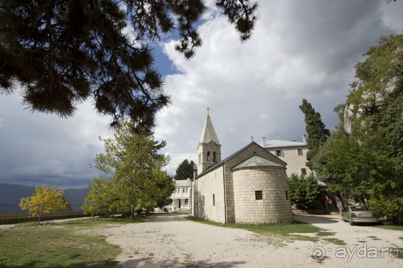 Сосна негра Монти.