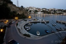 Сосна негра Монти.