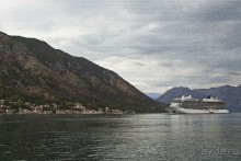 Сосна негра Монти.