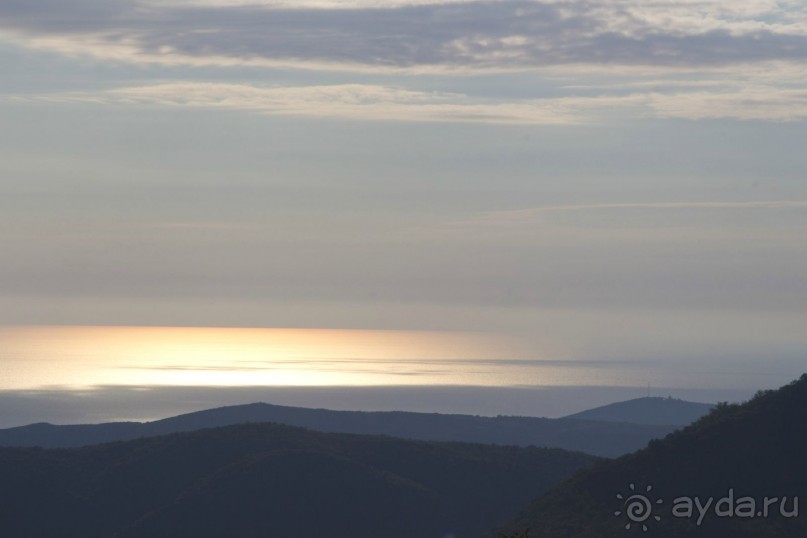 Сосна негра Монти.