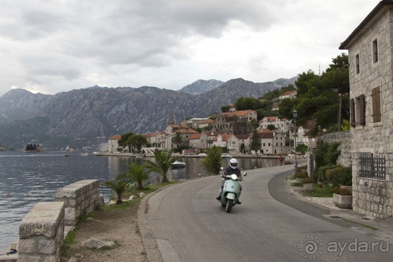 Сосна негра Монти.