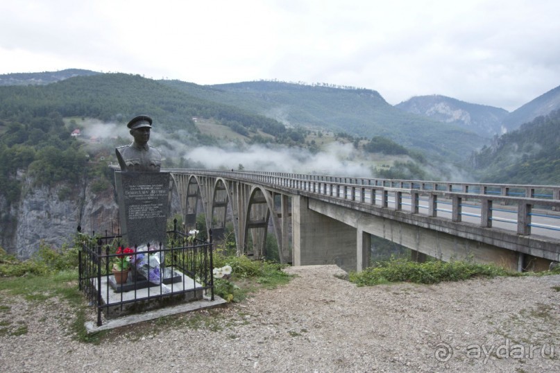 Сосна негра Монти.