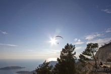 Сосна негра Монти.