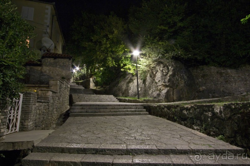 Сосна негра Монти.