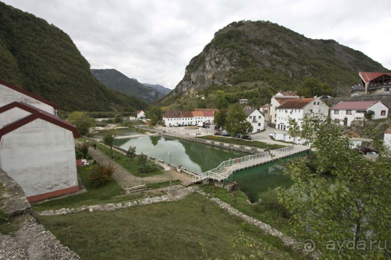 Сосна негра Монти.