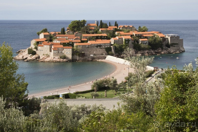 Сосна негра Монти.