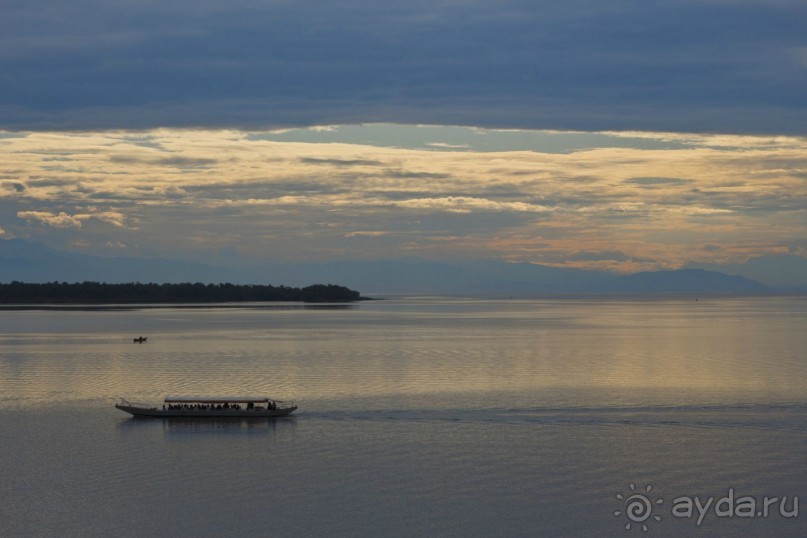 Сосна негра Монти.
