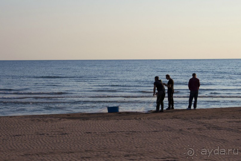 Сосна негра Монти.