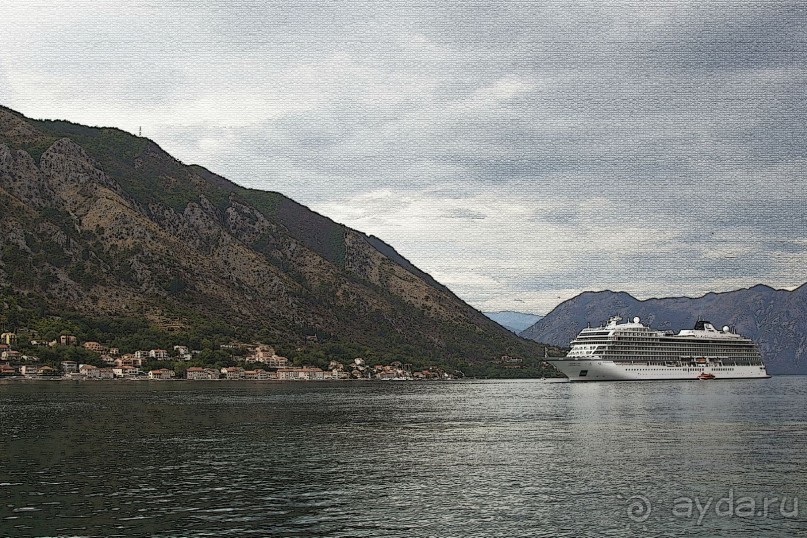 Сосна негра Монти.