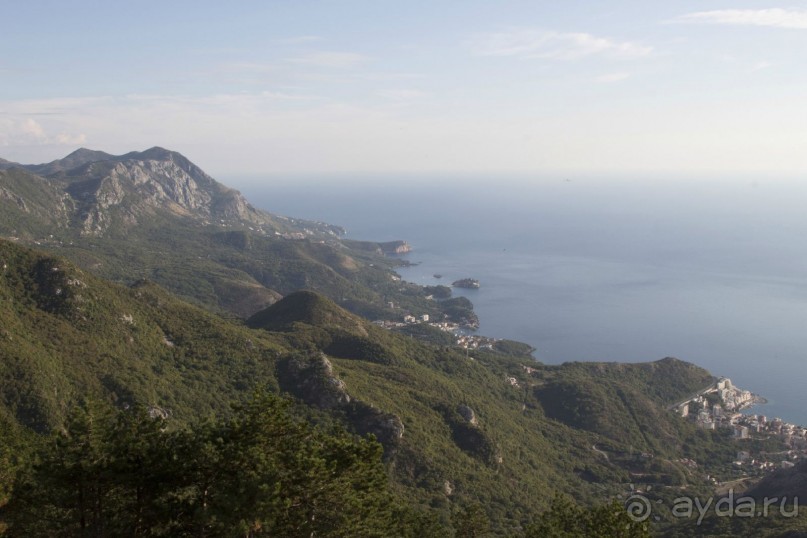 Сосна негра Монти.