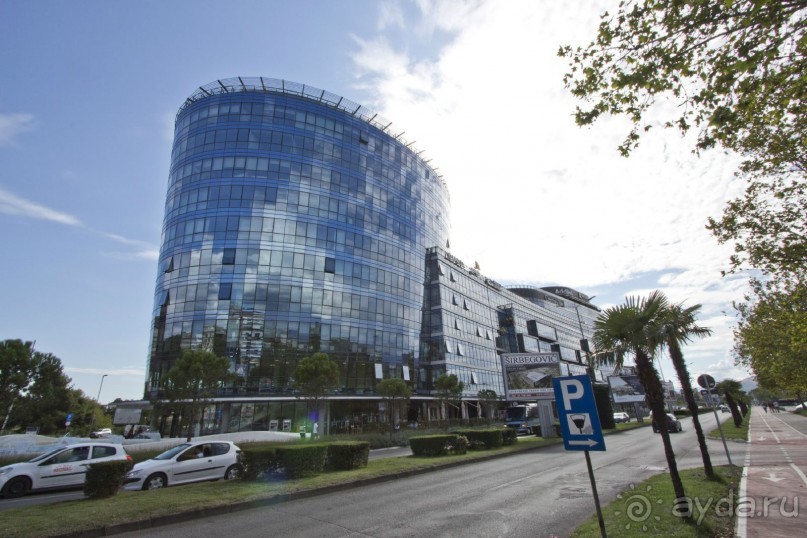 Сосна негра Монти.