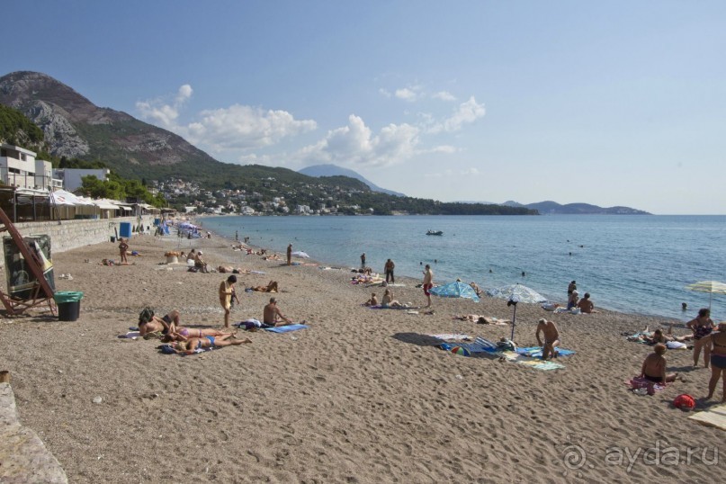 Сосна негра Монти.