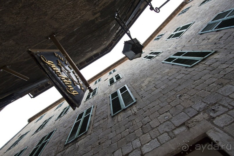 Сосна негра Монти.