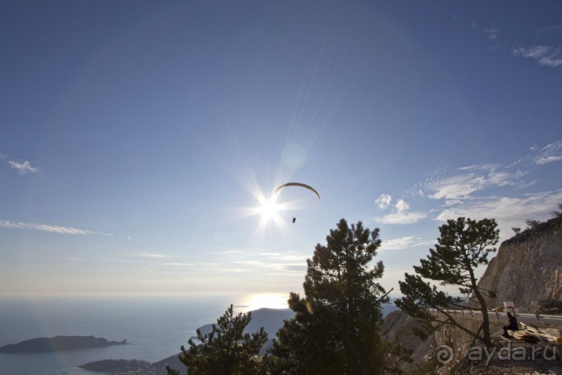 Сосна негра Монти.