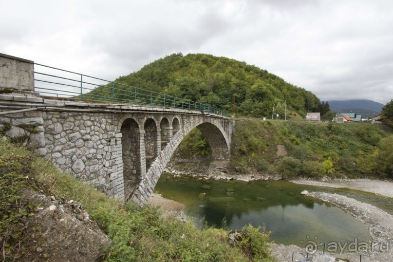 Сосна негра Монти.