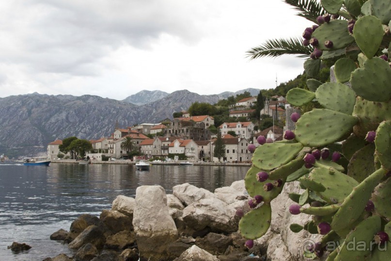 Сосна негра Монти.