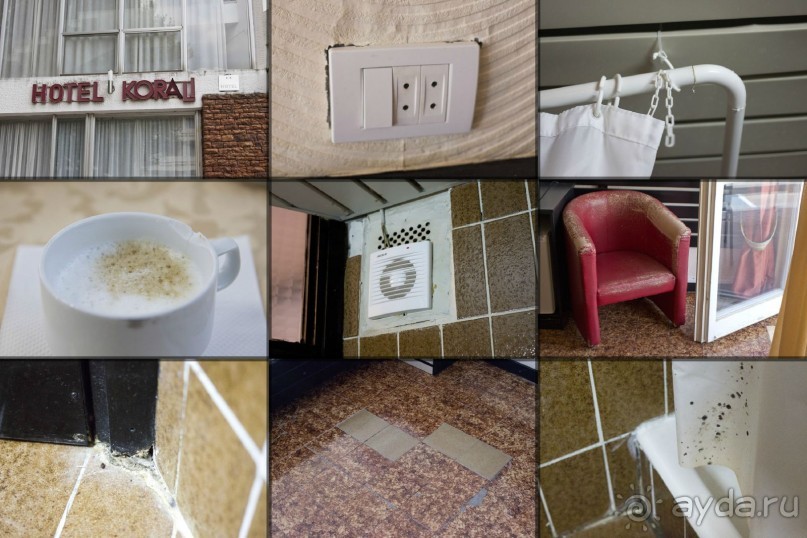 Сосна негра Монти.