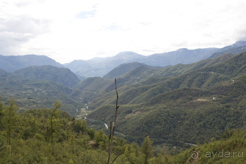 Сосна негра Монти.