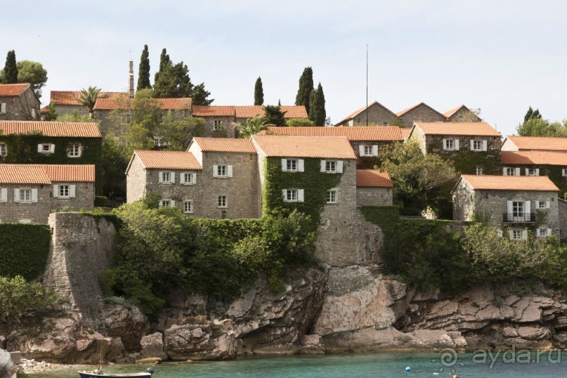 Сосна негра Монти.