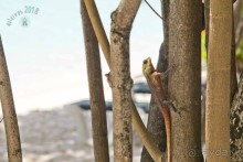 фото Banyan Tree Madivaru