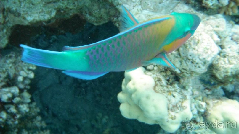 отличный риф, море безволны, много рыбы, де