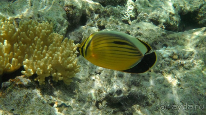 отличный риф, море безволны, много рыбы, де