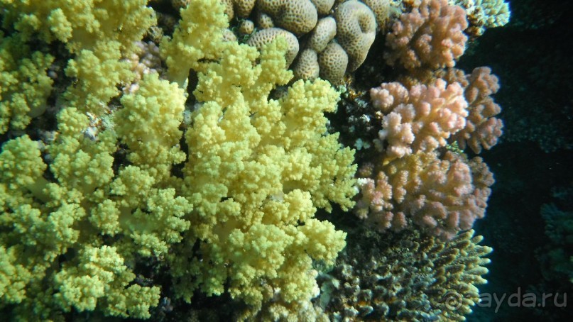 фото Melton Beach Resort 