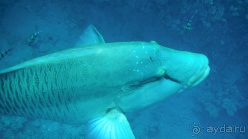 фото Melton Beach Resort 