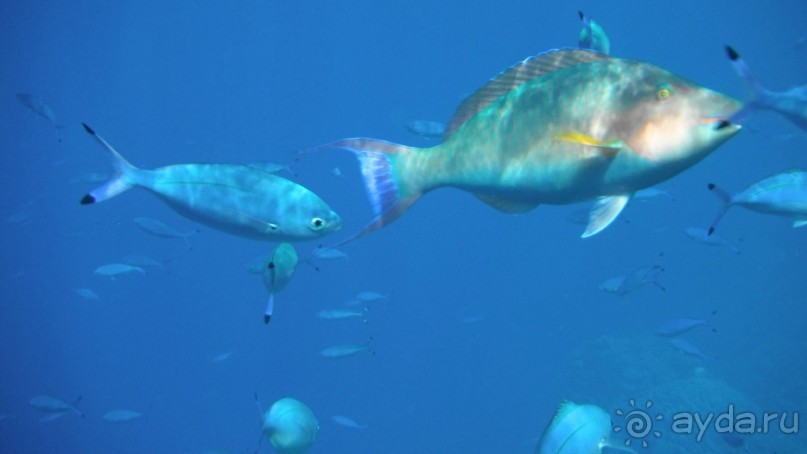 отличный риф, море безволны, много рыбы, де