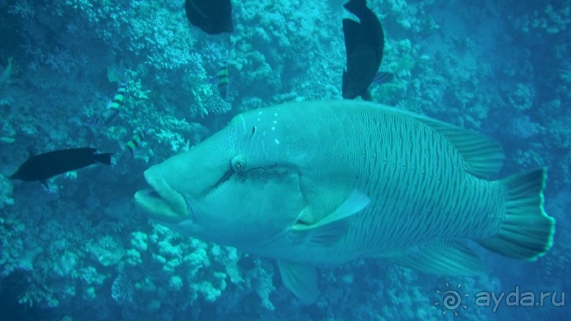 отличный риф, море безволны, много рыбы, де