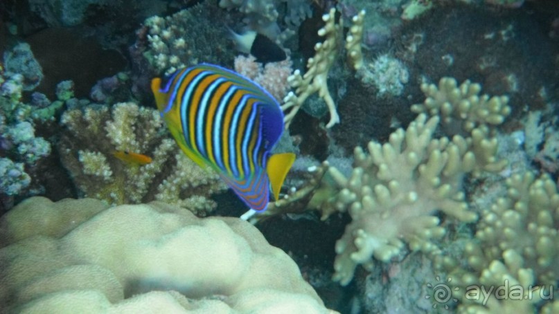 отличный риф, море безволны, много рыбы, де