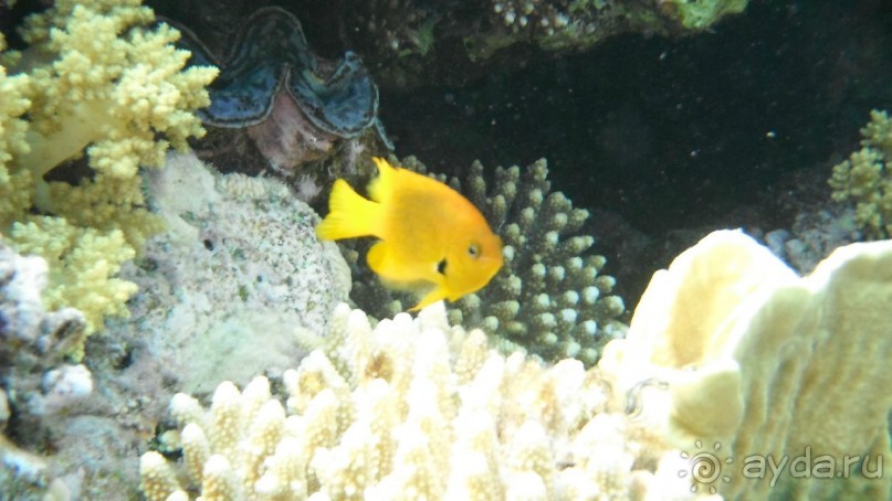 отличный риф, море безволны, много рыбы, де