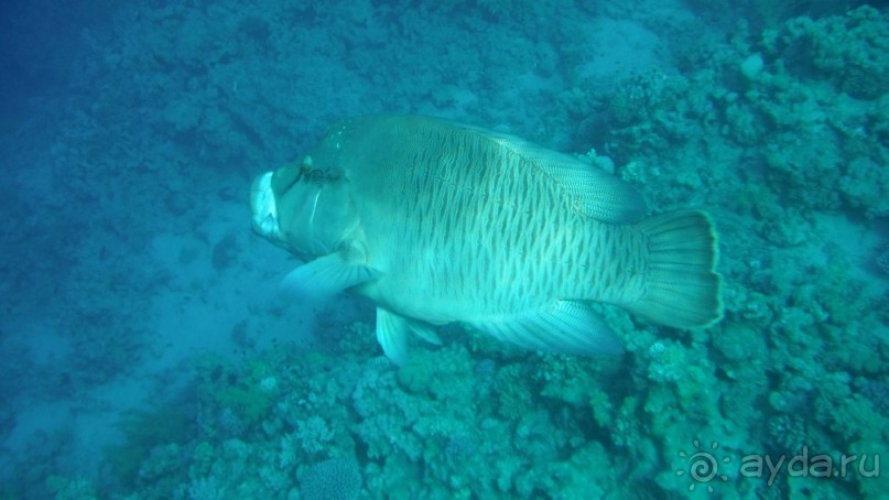 отличный риф, море безволны, много рыбы, де