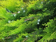 рейтинг сильно завышен