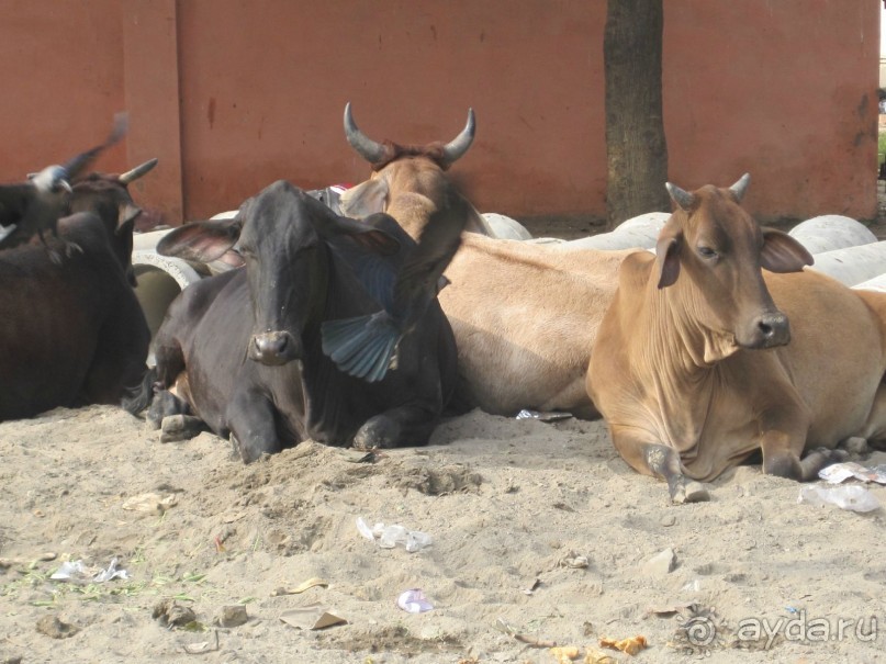 В Индию самостоятельно