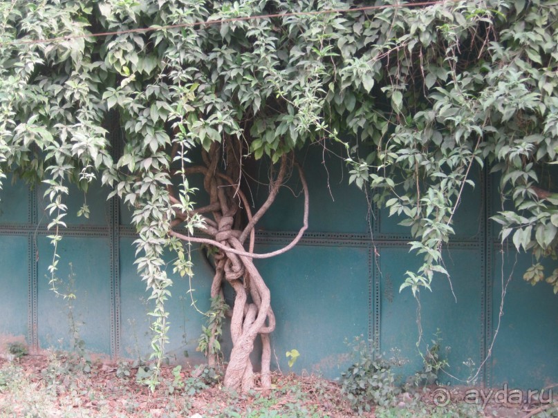 В Индию самостоятельно