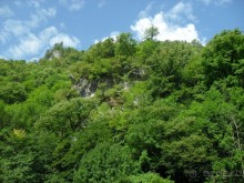фото Самшитовая роща