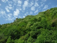 фото Самшитовая роща