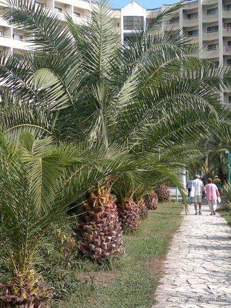 фото Самшитовая роща