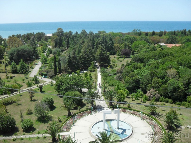 фото Самшитовая роща