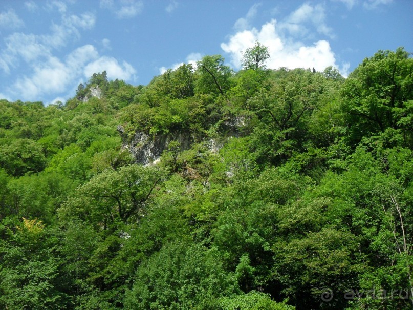 фото Самшитовая роща