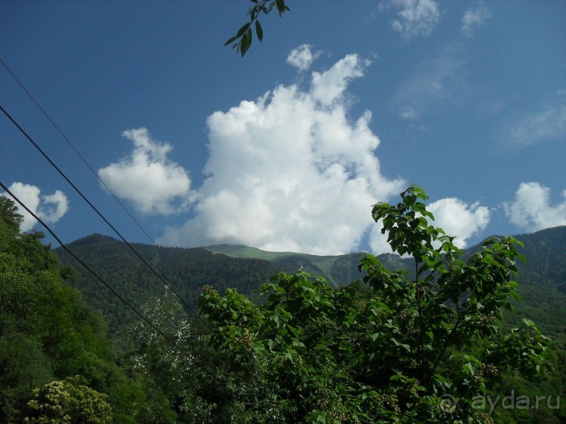 фото Самшитовая роща