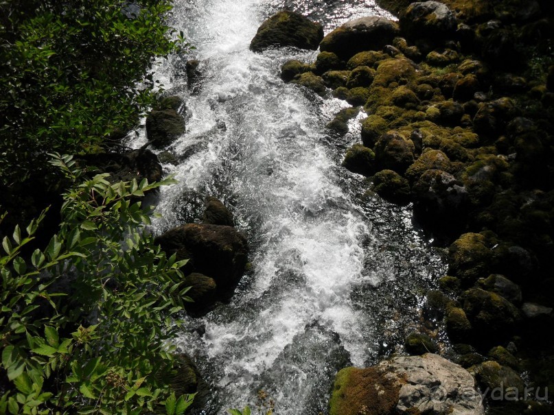 фото Самшитовая роща