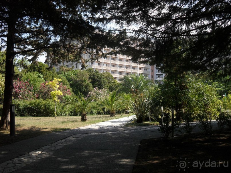 фото Самшитовая роща