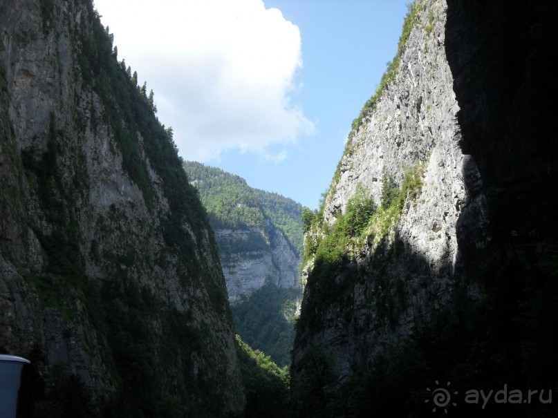 фото Самшитовая роща