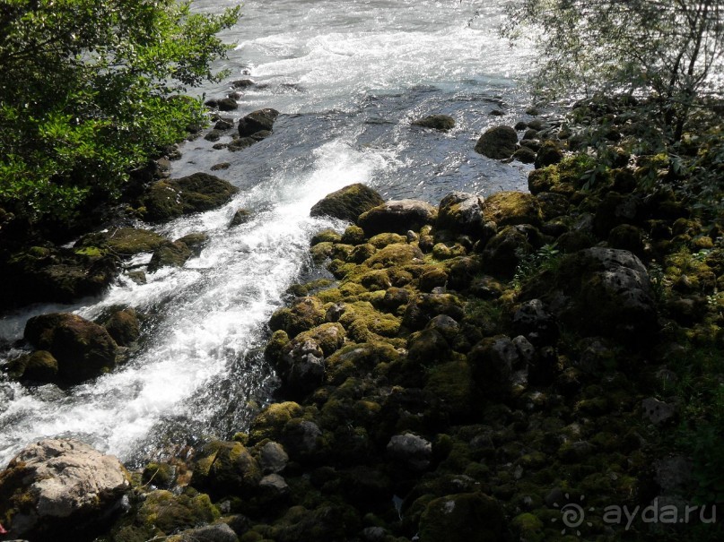фото Самшитовая роща