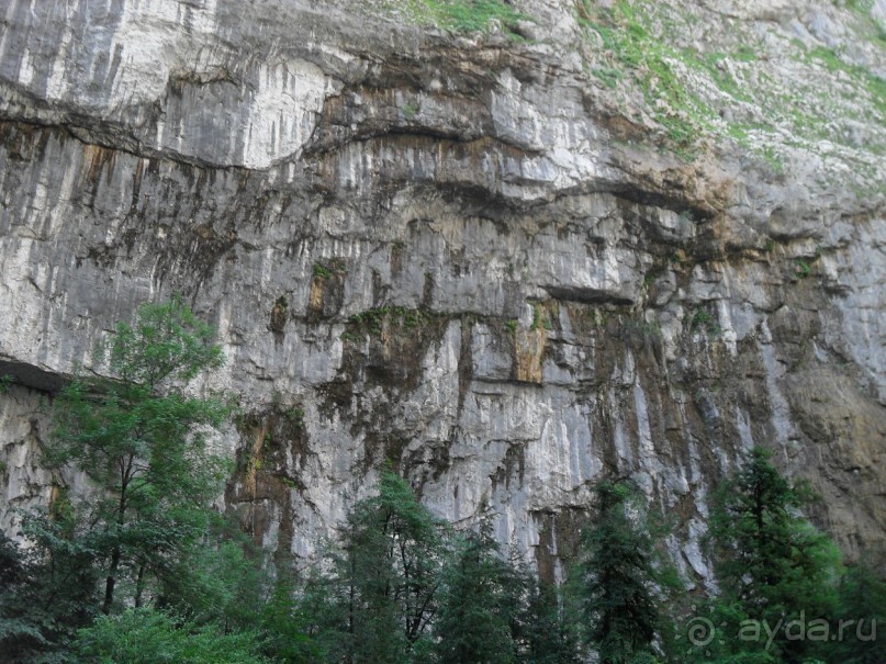 фото Самшитовая роща