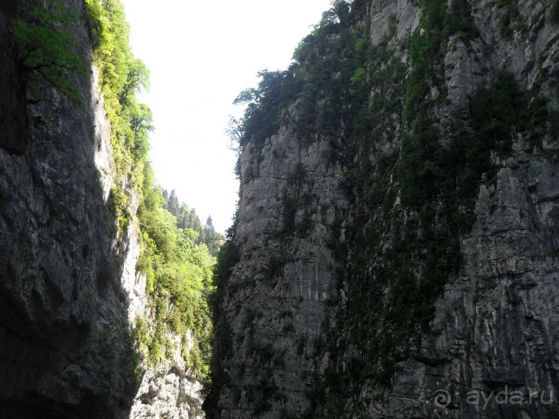 фото Самшитовая роща