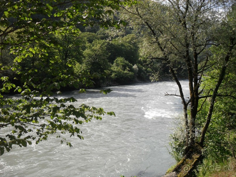 фото Самшитовая роща